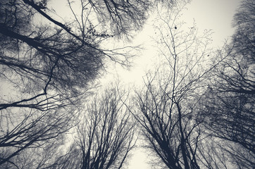 Foggy Nature of Gabala