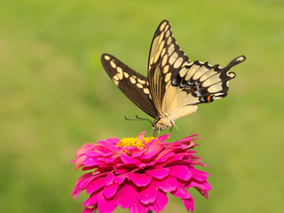 Papilio cresphontes, Giant Swallowtail butterfly feeding on a hot pink Zinnia in summer garden