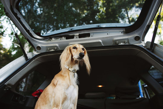 Domestic dog sitting in the car trunk