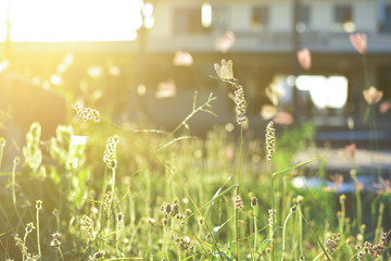 Dragonfly and flower grass with evening sun.