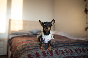 Dog after a surgical operation