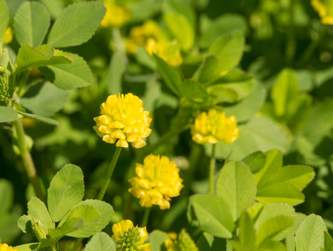 Fototapeta Trifolium aureum, Golden Clover flower in sping sunshine