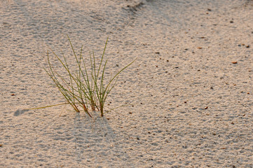 Green grass grawing on the yellow sand