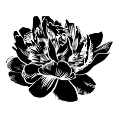 Hand-drawing peonies. Vector graphic flowers. Decorative background for cards, invitations. Template greeting card.