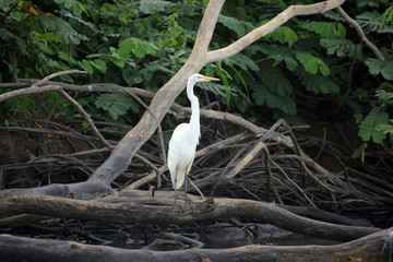 Great white Heron standing on a fallen tree