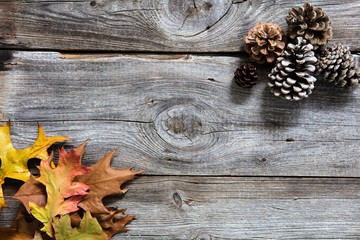 winter background with colored leaves, fir cones on old wood