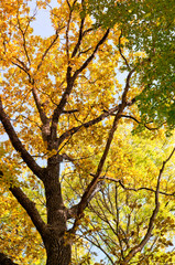 Fototapeta premium Tree in autumn background