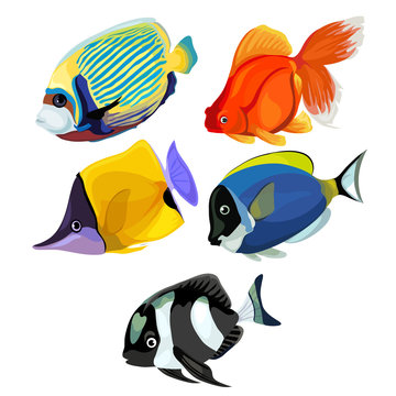 Collection of colored tropical fishes isolated