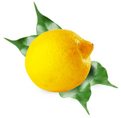 Ripe sour lemon with leaves