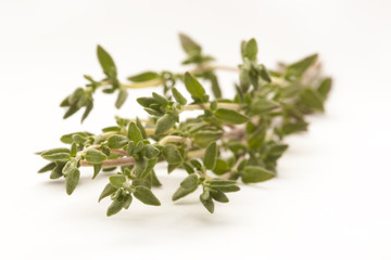 sprigs of thyme isolated against white