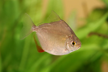 Silver dollar genus metynnis schooling aquarium fish 