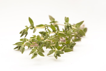sprigs of thyme isolated against white