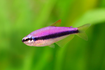 Naklejka premium Blue Emperor Tetra Inpaichthys kerri tropical aquarium fish 