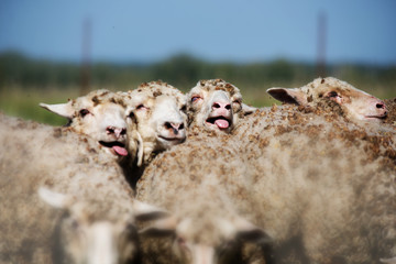 danish sheepdog