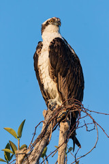 An  Osprey perced in yhr yop of a tree on Sanibel Island, Florida.
