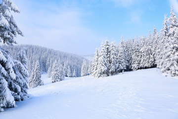 The trees under snow are on the lawn.