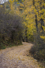 Obraz premium Camino de otoño