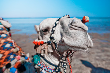 Camel ride on desert water beach 