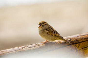 Spatz