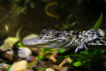 Baby Alligator