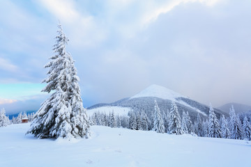 The trees under snow are on the lawn.