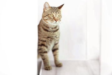 Tabby cat on light background