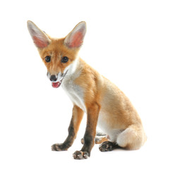 Fototapeta premium Little fox cub sitting isolated on white