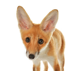 Portrait of cute little fox cub isolated on white