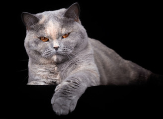 BKH Katze in blau tortie