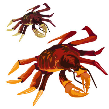 Red delicious boiled crab isolated. Vector