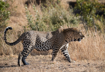 Big leopard in Masai Mara National Park Kenia