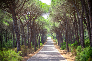 Landscape of straight road under the trees on Sardinia Island, Italy
