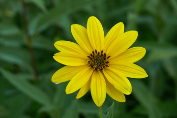 topinambur (Helianthus tuberosus) - fioritura