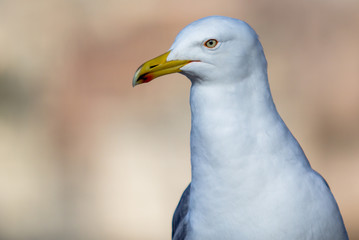 Seagull