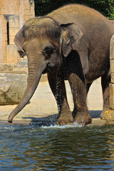 Elefant spielt am Wasser 