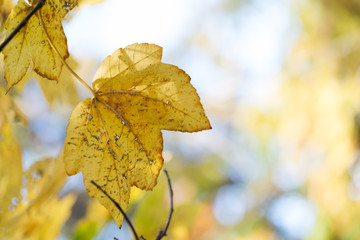 Yellow leaves in autumn forest, macro closeup, natural background.