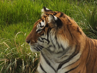 Profile of the head of the adult tiger sitting in the thickets of the high lawn to rest in the middle of the afternoon.