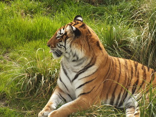 Profile of the adult tiger sitting in the thickets of the high lawn to rest in the middle of the afternoon.
