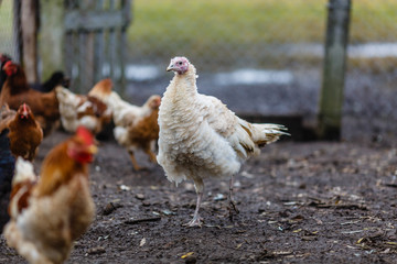Домашняя птица на подворье