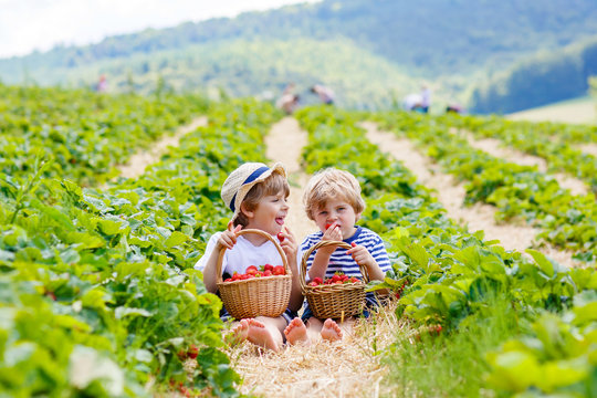 Two little sibling boys on strawberry farm in summer