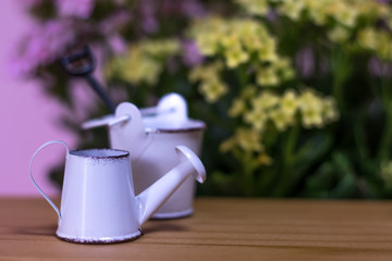 Miniature Gardening Kit with Pink and Yellow Kalanchoe Backgroun