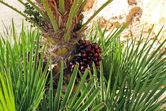 Fruto maduro de palmera enana (Chamaerops humilis)