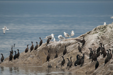 Fototapeta na wymiar Cormorants and Gulls, Marble Islands, Glacier Bay