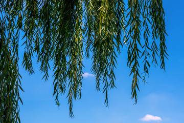 Photo of beautiful willow on the blue sky background © Badunchik