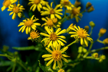 Photo of yellow flowers near blue lake