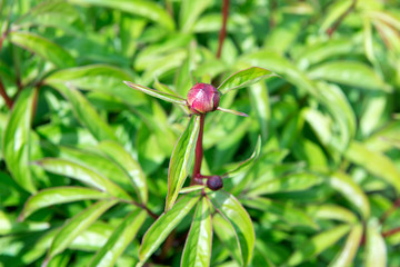 Peony bush with lots of purple peonies. Gardening. Care and breeding of peony.