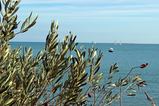 Olivo (Olea europaea) junto al mar mediterraneo