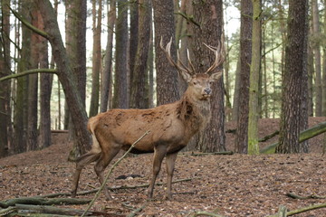 Obraz premium Hirsch