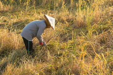 farmers harvesting rice in rice field in Thailand..