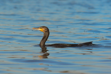 Cormorano (Phalacrocorax carbo)  - ritratto